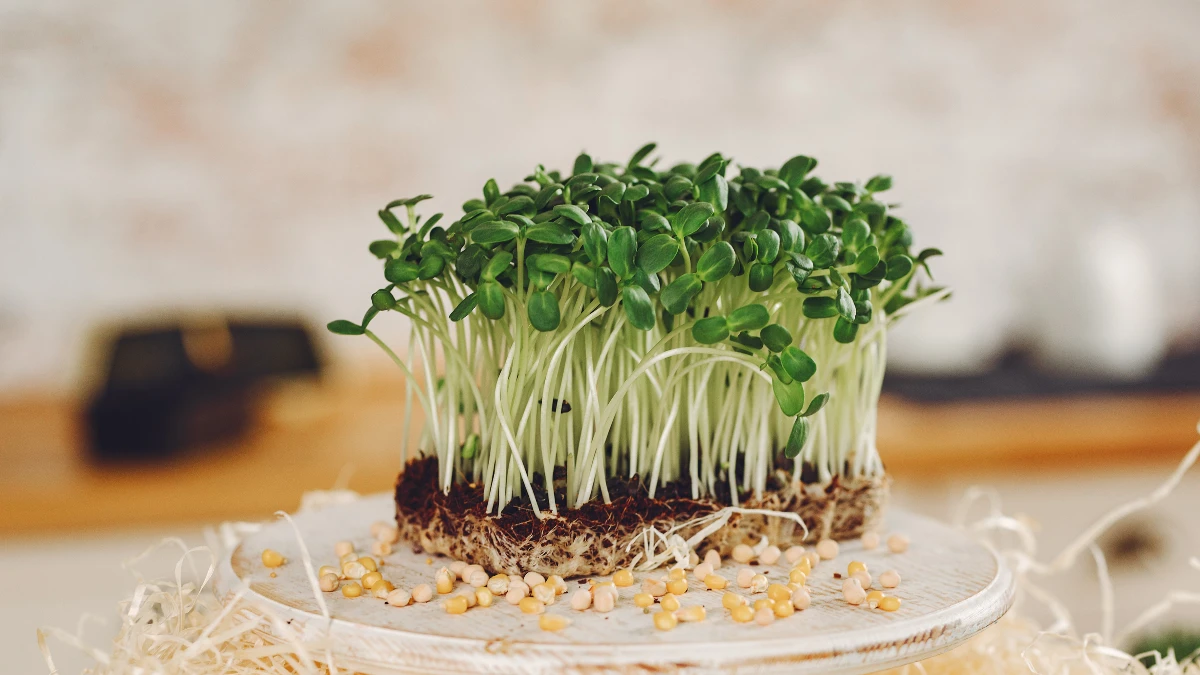 Broccoli Sprouts