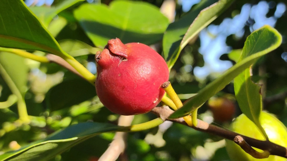 Camu Camu Berries