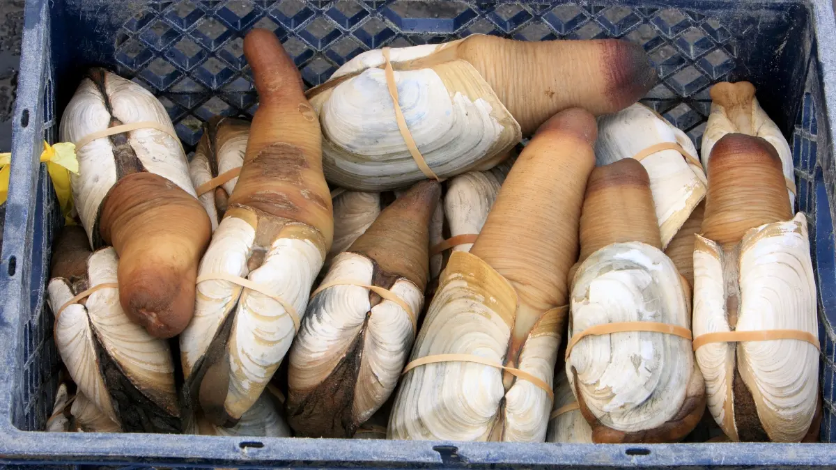 Geoduck