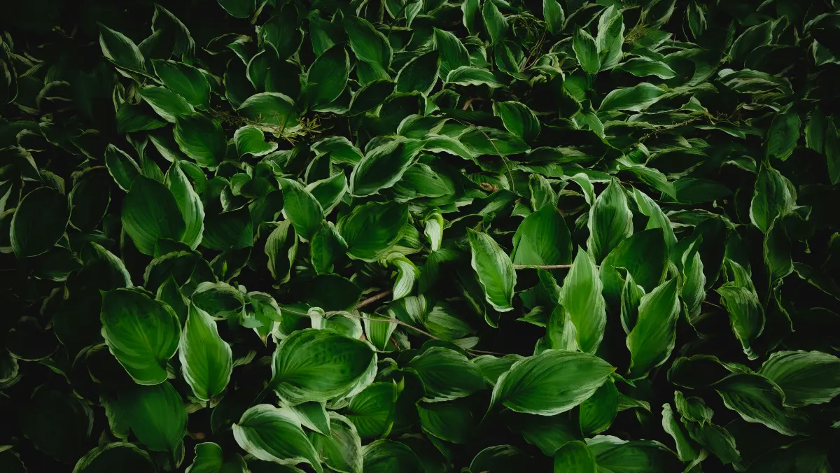 Dark Leafy Greens